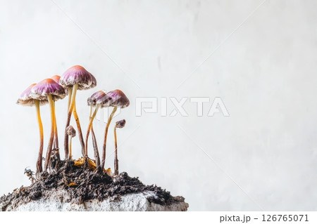 Mushrooms growing on soil in a natural setting 126765071