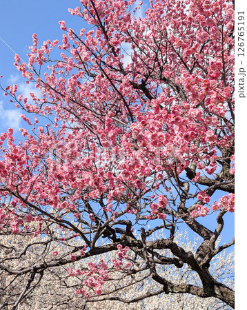 青空に映える満開の紅梅の花 126765191