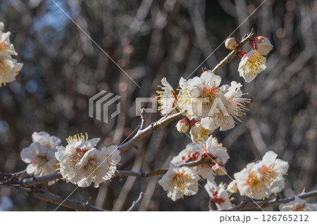 豊橋市にある向山緑地 梅林園の白梅(愛知県) 豊橋市にある向山緑地 梅林園の白梅(愛知県) 126765212