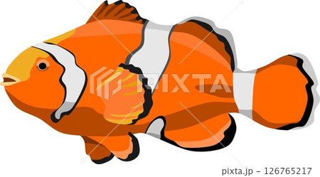 Clown Fish Aquatic Animal 126765217