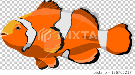 Clown Fish Aquatic Animal 126765217