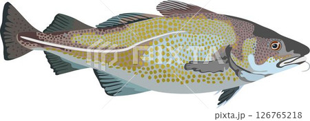 Cod Fish Aquatic Animal Cod Fish Aquatic Animal 126765218