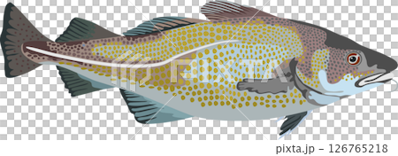 Cod Fish Aquatic Animal Cod Fish Aquatic Animal 126765218
