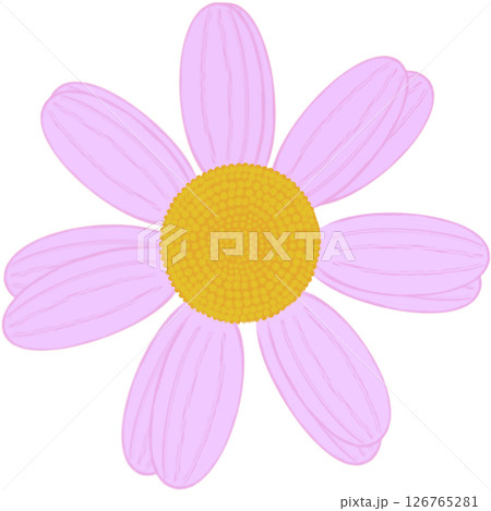 Beautiful shape and colors of pink blossom flower petals. 126765281