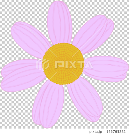 Beautiful shape and colors of pink blossom flower petals. 126765281