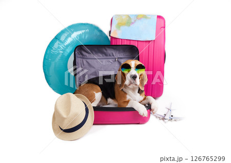 A beagle dog in a suitcase with clothes and accessories for summer holidays. A beagle dog in a suitcase with clothes and accessories for summer holidays. 126765299