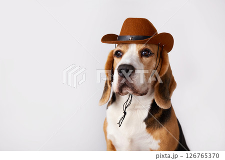Beagle dog wearing cowboy hat poses for a fun portrait in a studio setting Beagle dog wearing cowboy hat poses for a fun portrait in a studio setting 126765370