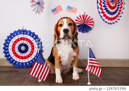 Cute beagle dog with a decoration on his head with an American flag. 126765399