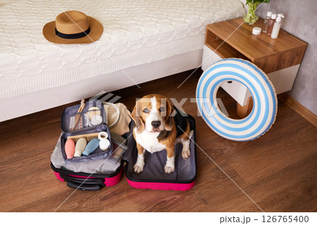 A beagle dog sits in a suitcase with things and a floating inflatable circle for a summer vacation at sea. A beagle dog sits in a suitcase with things and a floating inflatable circle for a summer vacation at sea. 126765400