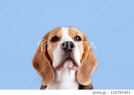 Portrait of a beagle dog on blue isolated background 126765401