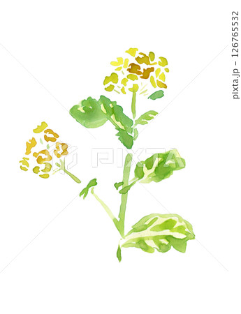 菜の花 菜の花 126765532