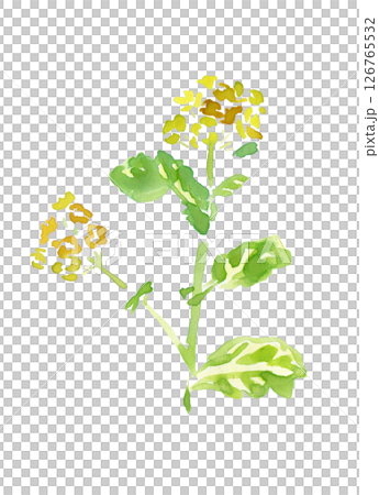 菜の花 菜の花 126765532