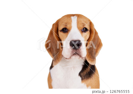 Portrait of a beagle dog looking into the camera on a white background. Portrait of a beagle dog looking into the camera on a white background. 126765555