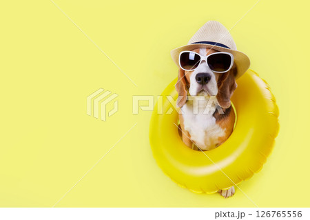 A beagle dog wearing hat, sunglasses and a floating ring 126765556