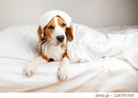 A Beagle dog in a sleep mask is lying on the bed A Beagle dog in a sleep mask is lying on the bed 126765565