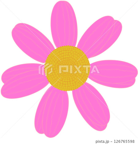 Beautiful shape and colors of blossom pink daisy flower petals.. Beautiful shape and colors of blossom pink daisy flower petals.. 126765598