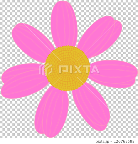 Beautiful shape and colors of blossom pink daisy flower petals.. Beautiful shape and colors of blossom pink daisy flower petals.. 126765598