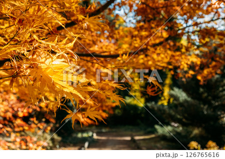 Golden maple leaves in sharp focus along a forest path lit by autumn sun. Forest destinations, sustainable exploration, slow travel, seasonal immersion.. Golden maple leaves in sharp focus along a forest path lit by autumn sun. Forest destinations, sustainable exploration, slow travel, seasonal immersion.. 126765616