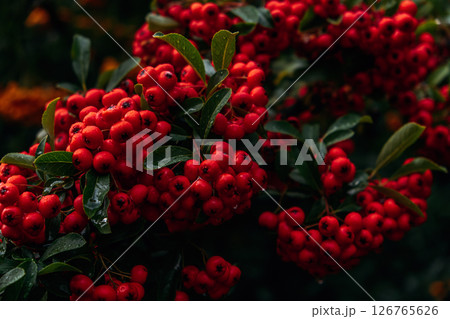 Clusters of vibrant red Pyracantha berries on lush green shrub. Firethorn plant in natural garden setting, showcasing bold seasonal colors. Clusters of vibrant red Pyracantha berries on lush green shrub. Firethorn plant in natural garden setting, showcasing bold seasonal colors. 126765626