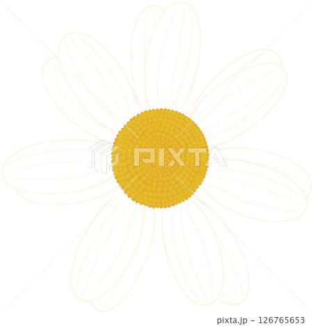 Beautiful shape and colors of blossom white daisy flower petals.. Beautiful shape and colors of blossom white daisy flower petals.. 126765653