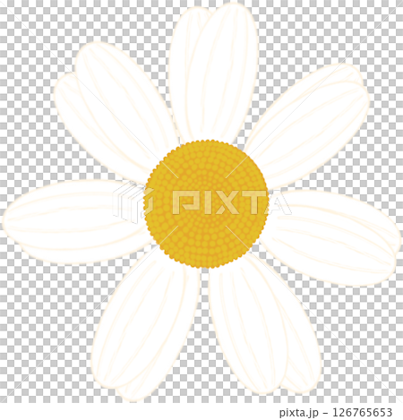 Beautiful shape and colors of blossom white daisy flower petals.. Beautiful shape and colors of blossom white daisy flower petals.. 126765653