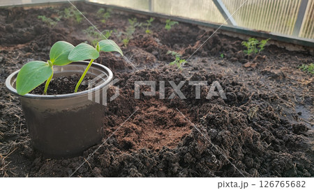 Female hands in blue gloves carefully planting a sprout in the ground. Expert hand of a farmer checking the health of the soil before growing a vegetable seed or plant seedling. Female hands in blue gloves carefully planting a sprout in the ground. Expert hand of a farmer checking the health of the soil before growing a vegetable seed or plant seedling. 126765682