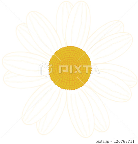 Beautiful shape and colors of blossom white daisy flower petals.. Beautiful shape and colors of blossom white daisy flower petals.. 126765711