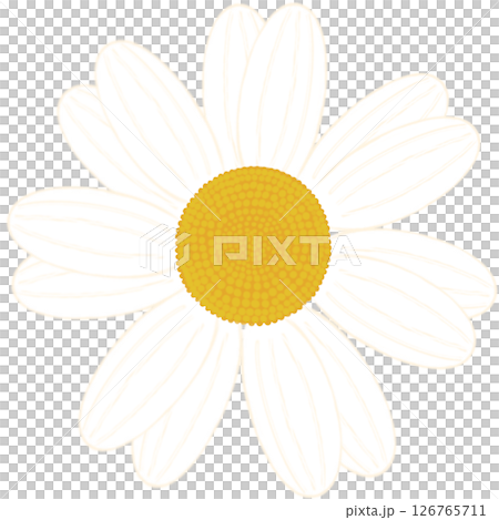 Beautiful shape and colors of blossom white daisy flower petals.. Beautiful shape and colors of blossom white daisy flower petals.. 126765711
