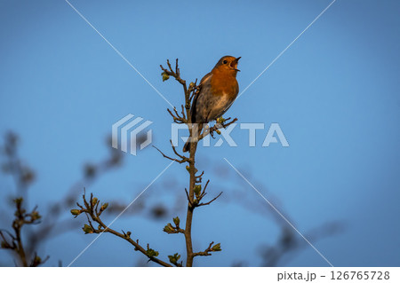 Robin singing against blue sky background 126765728