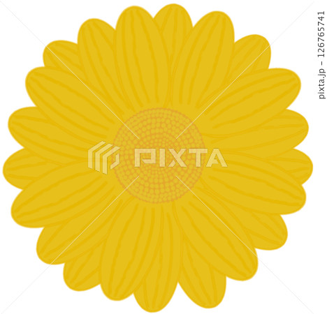 Beautiful shape and colors of blossom yellow daisy flower petals.. 126765741