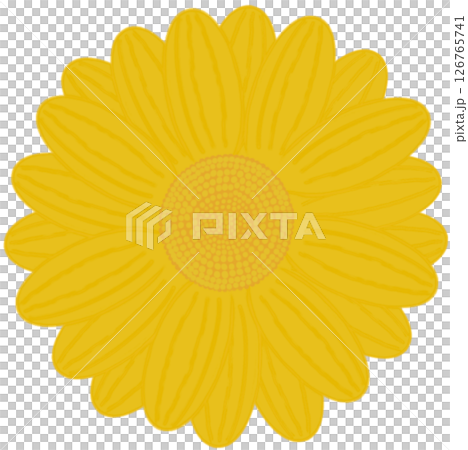 Beautiful shape and colors of blossom yellow daisy flower petals.. 126765741