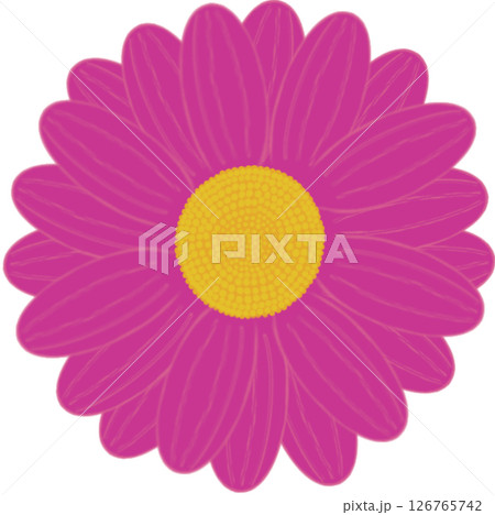 Beautiful shape and colors of blossom purple daisy flower petals.. Beautiful shape and colors of blossom purple daisy flower petals.. 126765742