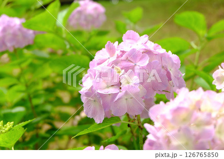 淡いピンクのアジサイ 126765850