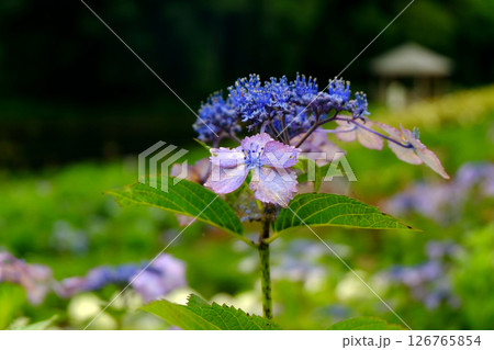 青紫に輝くガクアジサイ 126765854