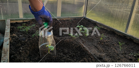 Hand of a man in gloves, a farmer who covers a sprout in the ground with a plastic bottle. Farming concept, plastic recycling, mini greenhouse Hand of a man in gloves, a farmer who covers a sprout in the ground with a plastic bottle. Farming concept, plastic recycling, mini greenhouse 126766011
