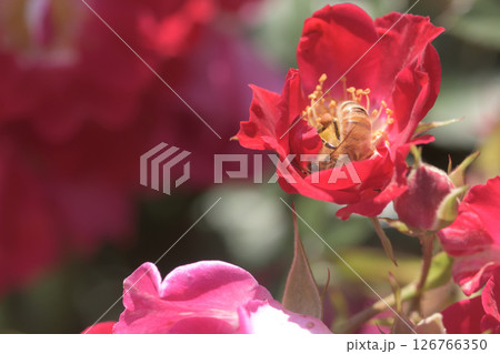 ミツバチは赤い花の中に身を投げ出して花粉を浴びる ミツバチは赤い花の中に身を投げ出して花粉を浴びる 126766350