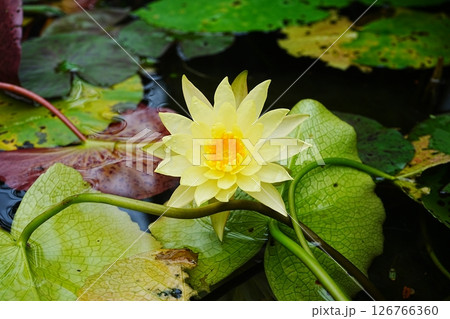 黄色い睡蓮の花 黄色い睡蓮の花 126766360