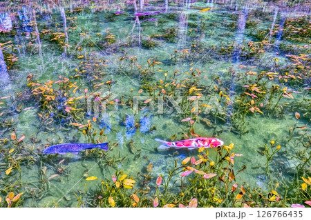 岐阜県関市板取　名もなき池「モネの池」 126766435