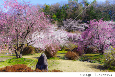 Cherry Blossoms in Rural Countryside in Japan Cherry Blossoms in Rural Countryside in Japan 126766593
