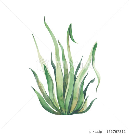 A watercolor bush of green grass is hand-drawn on a white background. Botanical illustration. Isolated. A template for decorating children's patterns, fairy-tale and botanical themes. A watercolor bush of green grass is hand-drawn on a white background. Botanical illustration. Isolated. A template for decorating children's patterns, fairy-tale and botanical themes. 126767211
