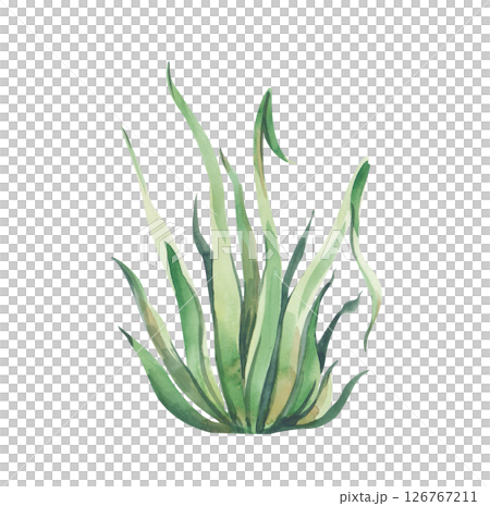 A watercolor bush of green grass is hand-drawn on a white background. Botanical illustration. Isolated. A template for decorating children's patterns, fairy-tale and botanical themes. 126767211