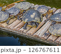 Group of turtles sunbathing on a wooden raft in a tranquil pond, showcasing natural behavior and colorful shells Group of turtles sunbathing on a wooden raft in a tranquil pond, showcasing natural behavior and colorful shells 126767611