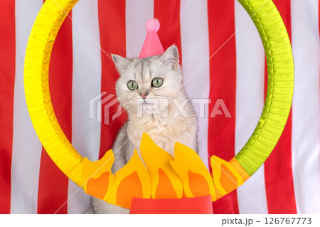 Cat in circus costume with fire ring and red striped background Cat in circus costume with fire ring and red striped background 126767773