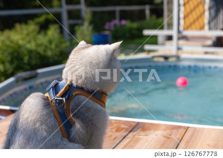 Cat wearing harness observing pool with pink ball outdoors 126767778