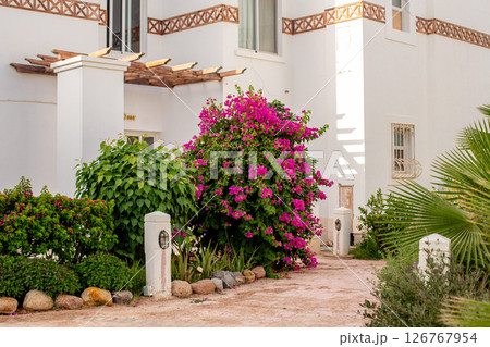 Vibrant pink bougainvillea blooming in front of a Mediterranean-style white building	 126767954