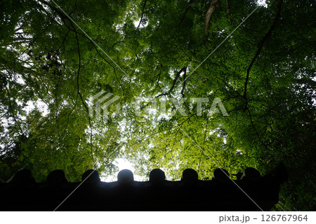 緑豊かな常寂光寺の境内 126767964