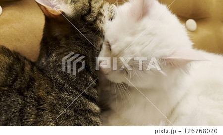 Beautiful domestic cats licking each other with tongues at home. Cute kittens taking care of fur each other at home. Family couple feline resting together. Concept of adorable animals. Close up Beautiful domestic cats licking each other with tongues at home. Cute kittens taking care of fur each other at home. Family couple feline resting together. Concept of adorable animals. Close up 126768020