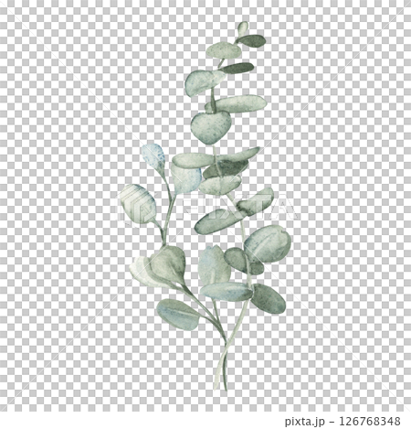 Eucalyptus watercolor bouquet. Hand drawn botanical illustration isolated on white background. For greeting cards, posters, wedding and baby shower invitations, prints and floristic design. Eucalyptus watercolor bouquet. Hand drawn botanical illustration isolated on white background. For greeting cards, posters, wedding and baby shower invitations, prints and floristic design. 126768348