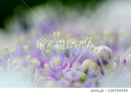 初夏の花 紫陽花 初夏の花 紫陽花 126768456