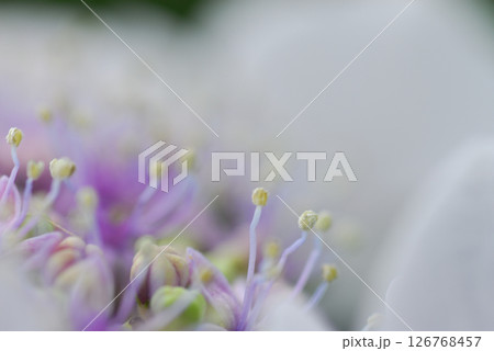 初夏の花 紫陽花 初夏の花 紫陽花 126768457